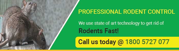 Rodent Control In Delhi | Rat Control In Delhi